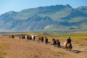 Best Horseback Riding Booking Software (2026 Comparison Guide)